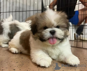 Photo №2 de l'annonce № 125757 de la vente shih tzu - acheter à Suisse 