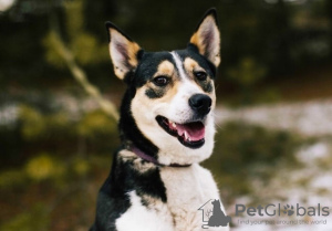 Photo №3. Le chien coloré Kelly cherche une maison !. Fédération de Russie