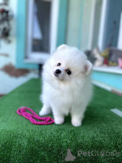 Photo №2 de l'annonce № 164444 de la vente spitz nain - acheter à Portugal 