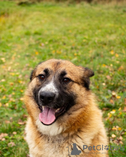 Photo №2 de l'annonce № 126390 de la vente chien bâtard - acheter à Fédération de Russie annonce privée