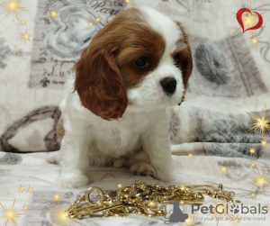 Photo №3. FILLE PROMETTEUSE Cavalier King Charles Spaniel. Biélorussie