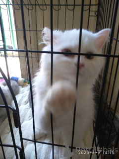 Photo №3. Scottish Straight, Fold and Highland, Grey Couleur, White and Purple. Georgia