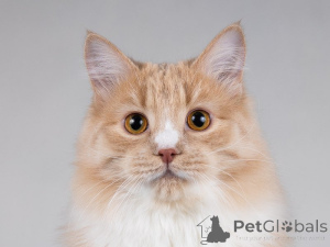 Photo №4. Je vais vendre  en ville de Москва. annonce privée - prix - Gratuit