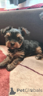 Photo №2 de l'annonce № 135237 de la vente yorkshire terrier - acheter à Pologne de la fourrière