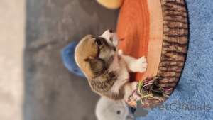 Photo №1. welsh corgi - à vendre en ville de Moskova | 916€ | Annonce №145096