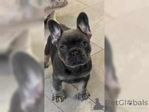 Photo №2 de l'annonce № 136642 de la vente bouledogue - acheter à Allemagne 