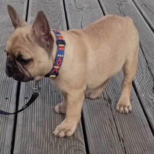 Photo №1. bouledogue - à vendre en ville de Düsseldorf | négocié | Annonce №157583