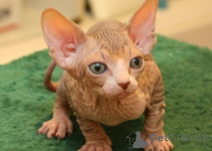 Photo №1. sphynx - à vendre en ville de Siegen | Gratuit | Annonce № 135465