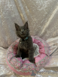 Photo №2 de l'annonce № 155200 de la vente maine coon - acheter à Suisse annonce privée