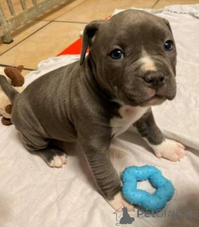 Photo №1. american pit bull terrier - à vendre en ville de Zürich | négocié | Annonce №143062