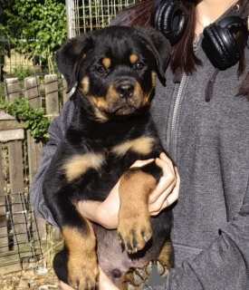 Photo №2 de l'annonce № 146094 de la vente rottweiler - acheter à Serbie annonce privée