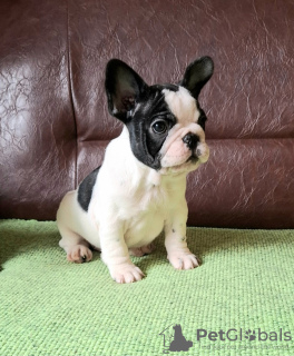 Photo №3. Chiot bouledogue français. Serbie