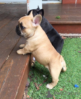Photo №3. Chiots bouledogue français. Suède