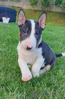 Photo №2 de l'annonce № 62338 de la vente bull terrier - acheter à Pologne éleveur