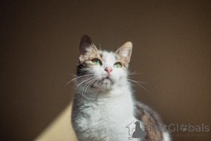 Photo №2 de l'annonce № 159179 de la vente  - acheter à Fédération de Russie de l'abri