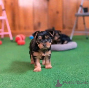 Photo №4. Je vais vendre yorkshire terrier en ville de Hambourg. éleveur - prix - 250€