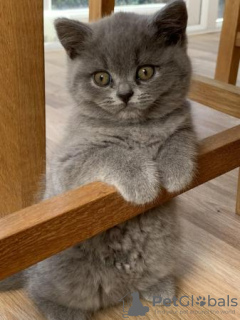 Photo №1. british shorthair - à vendre en ville de Munich | 331€ | Annonce № 108584