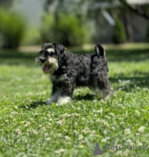 Photo №1. schnauzer miniature - à vendre en ville de Bačka Topola | 150€ | Annonce №108884