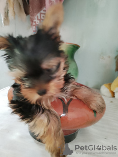 Photo №1. yorkshire terrier - à vendre en ville de Komsomolsk-sur-l'Amour | 0€ | Annonce №106943