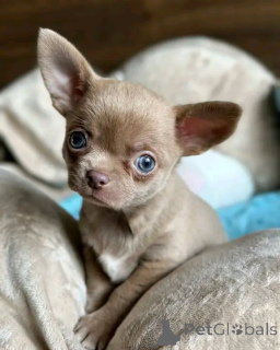 Photo №3. Adorables chiots Chihuahua à vendre, contactez WhatsApp Business 447450021323. Allemagne