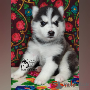 Photo №2 de l'annonce № 8145 de la vente husky de sibérie - acheter à Fédération de Russie de la fourrière