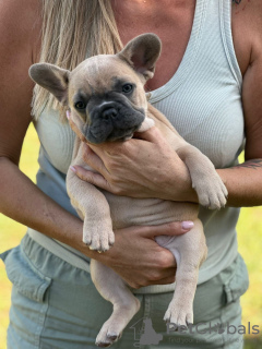 Photos supplémentaires: Chiots à vendre Chiots bouledogues français très mignons