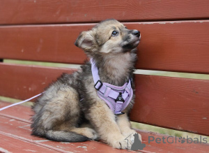 Photo №4. Je vais vendre chien bâtard en ville de Москва.  - prix - Gratuit