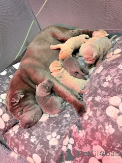 Photo №4. Je vais vendre shar pei en ville de Affalterbach. annonce privée - prix - 380€