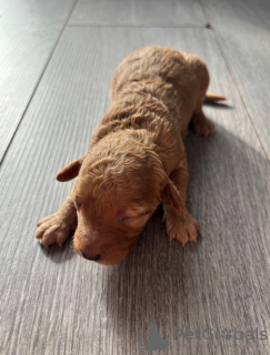 Photos supplémentaires: Chiots F1B Cavapoo