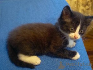 Photo №2 de l'annonce № 138246 de la vente  - acheter à Azerbaïdjan annonce privée