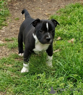 Photo №1. staffordshire bull terrier - à vendre en ville de Дублин | Gratuit | Annonce №124156