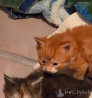 Photo №1. maine coon - à vendre en ville de Lichtenberg | 580€ | Annonce № 176004