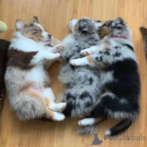 Photo №1. berger australien - à vendre en ville de Düsseldorf | négocié | Annonce №157515