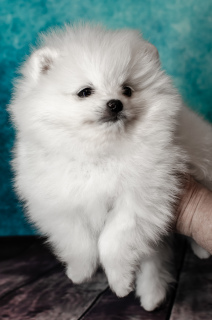 Photos supplémentaires: Pomeranian shpitz, White, boy