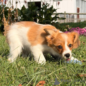 Photo №4. Je vais vendre papillon en ville de Berlin. annonce privée - prix - 500€