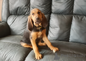 Photo №1. chien de saint-hubert - à vendre en ville de Dormage | 350€ | Annonce №166497