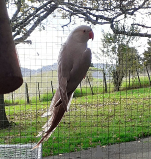 Photo №4. Je vais vendre singapura en ville de Bregenz. éleveur - prix - 150€