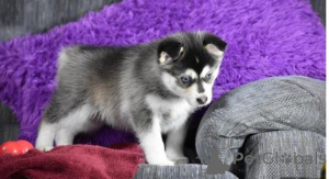 Photo №1. husky de sibérie - à vendre en ville de Hammelburg | négocié | Annonce №165621