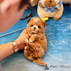 Photo №1. maltipu - à vendre en ville de Floride | 425€ | Annonce №152210