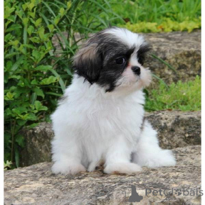Photo №1. shih tzu - à vendre en ville de Аугсбург | 425€ | Annonce №136685