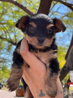 Photo №4. Je vais vendre yorkshire terrier en ville de Chœur.  - prix - négocié
