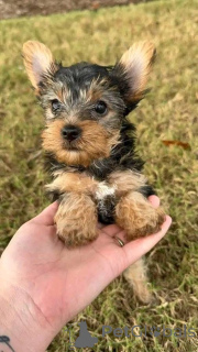 Photo №2 de l'annonce № 161252 de la vente  - acheter à La croatie 