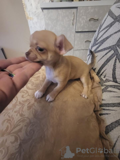 Photo №1. chihuahua - à vendre en ville de Zrenjanin | négocié | Annonce №71844