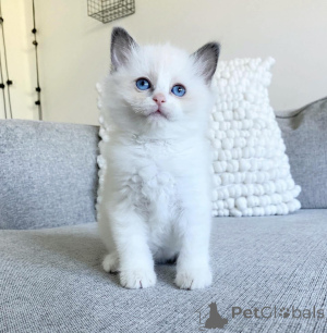 Photo №1. ragdoll - à vendre en ville de Pimpama | 2809€ | Annonce № 175246