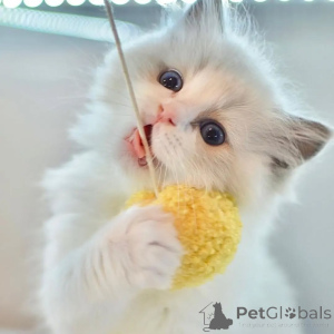 Photo №2 de l'annonce № 156263 de la vente ragdoll - acheter à Islande annonce privée