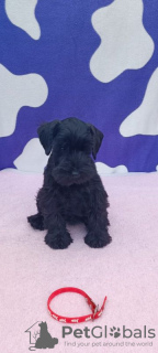 Photo №4. Je vais vendre schnauzer miniature en ville de Zrenjanin. éleveur - prix - négocié