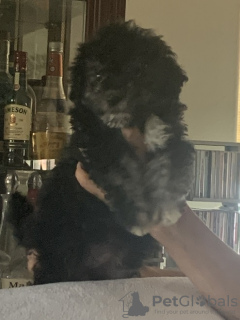 Photo №1.  - à vendre en ville de Jork | 650€ | Annonce №133045