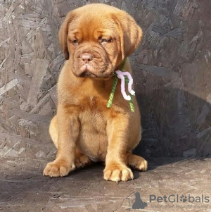 Photo №1. dogue de bordeaux - à vendre en ville de Крефельд | négocié | Annonce №103483