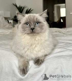 Photo №3. Chat ragdoll. Allemagne