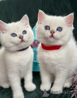 Photo №1. british shorthair - à vendre en ville de Hamina | négocié | Annonce № 168519
